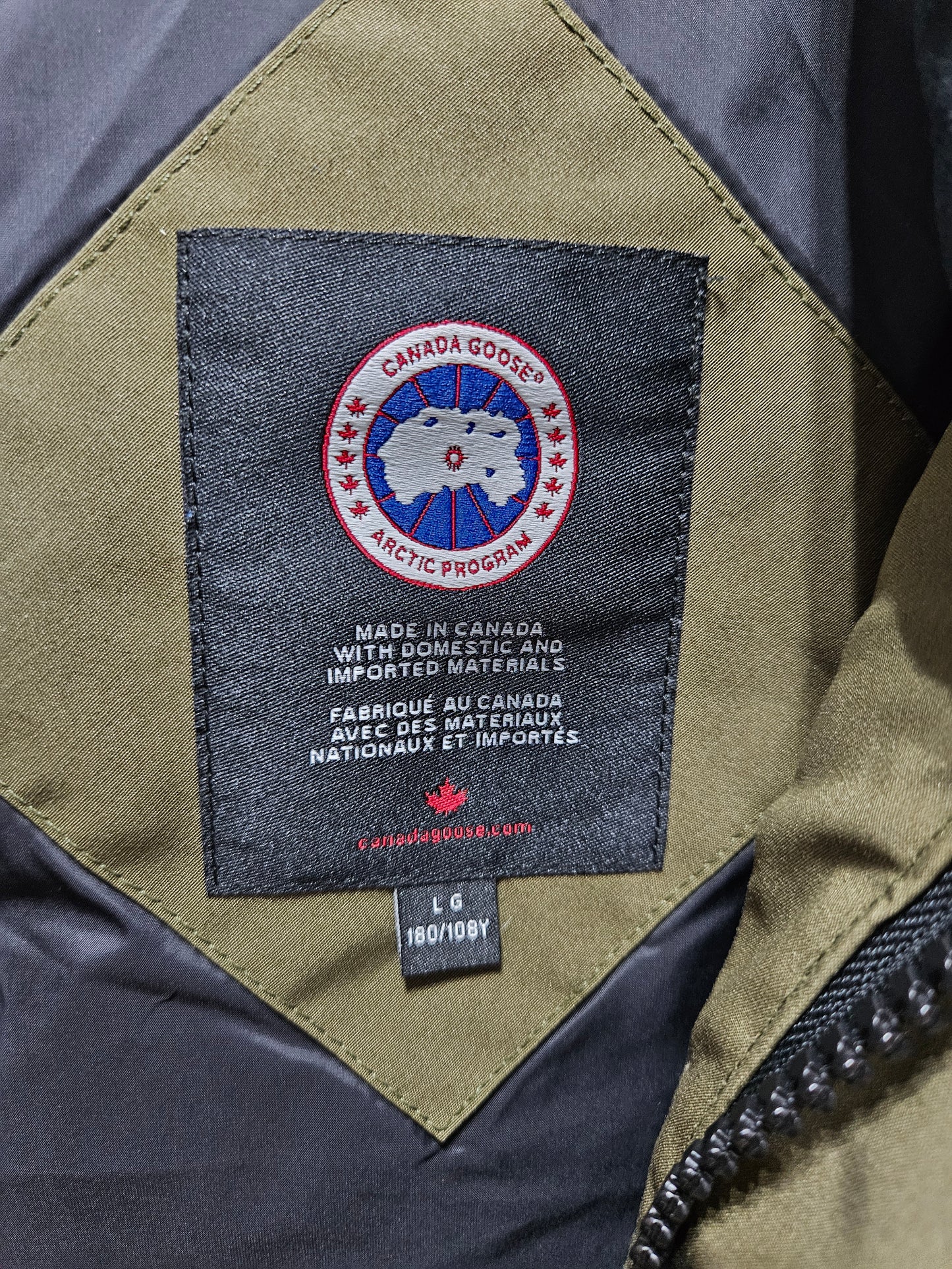 Canada goose