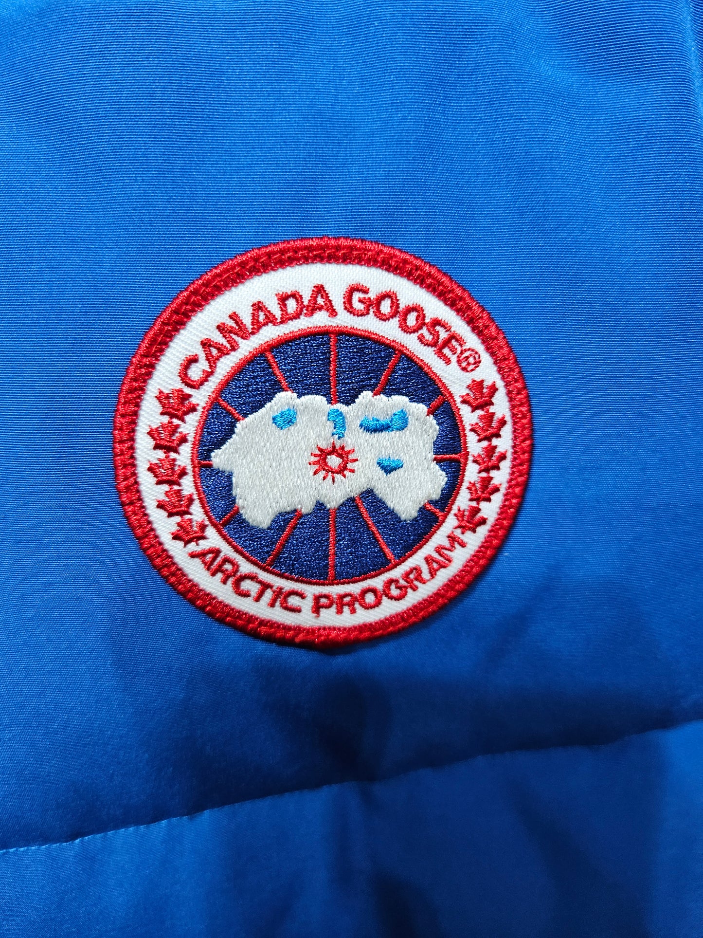 Canada goose